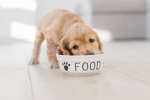 dog that can eat food