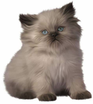 Cat fan only group