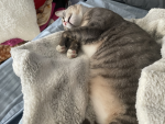 CATS:)!