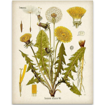 Dandelions_Field