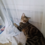 Kitty pleases