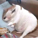 cat king gamer