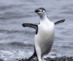 binguin