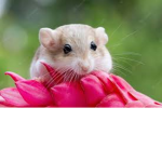 rat lands