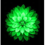 The Directors of the Green Lotus