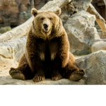 bear clan!!