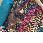 R.I.P my dear loving five year old kitty <3 ;c i t