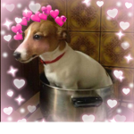 dog fans!!!!