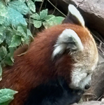 DoG LoVeRS GrOuP and red PaNda