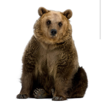 Dis Bear group