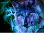 Wild wolves of the valley