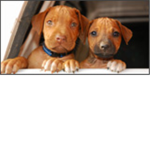 Dog Owners/Lovers