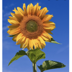 Sunflower.forever