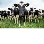 Cow People/ Pessoas Vacas