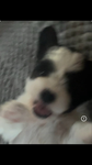 My puppy is so alpha beta
