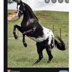 Pony/horse squad