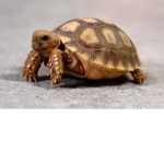 KING TORTOISE !!!