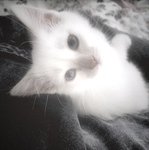 rensyy!