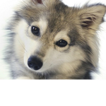 Wolf Squad Wolves da best