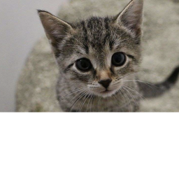 Catcity