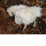 Chick._.Dip.Nat