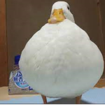random meme group.
