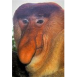 Le Monkey Cult