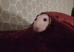 RATS ARE NOT UGLY
