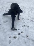 Arg gang