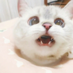 うわ