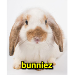 BunnyzZz