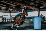 OFFICIAL GROUP OF HORSES