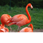 flamingo Fans Join Here have a fun time here!