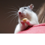 Rattsssii