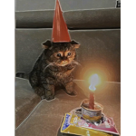 [cat squad on top]