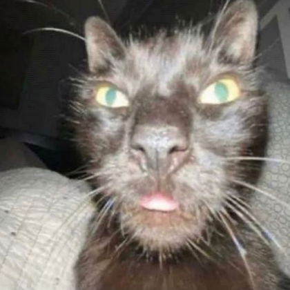 cat Roblox decal