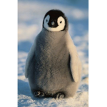 Penguinas