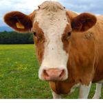 mooooo