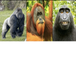 The King of the apes