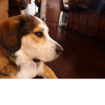 dogs are cool [: