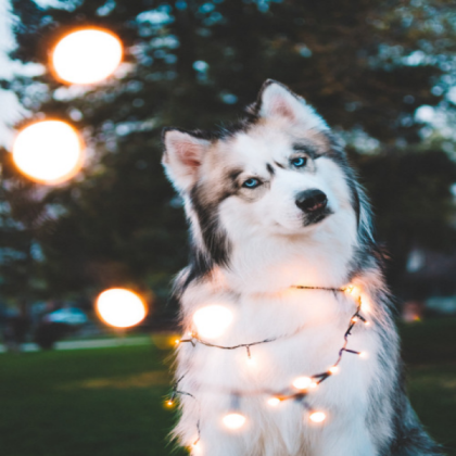 cute dog Roblox decal