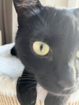 Die smashe Katzen-Gang