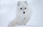 TheAnimalCuties