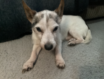 Rocky Doggy Group games