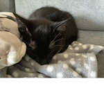 Kitten war!