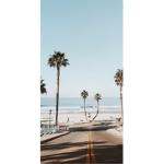 Palm Tree ASMR