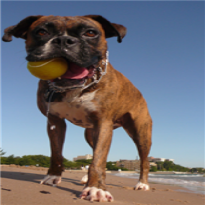 Dog Roblox decal