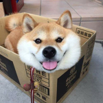 ShibeRace