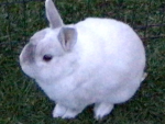 Bunnys!!!!! Cute bunny