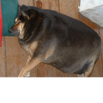 Fat Black Dogs